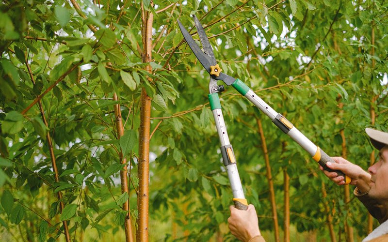 Tree trimming in Waipahu, HI